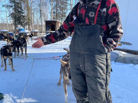 The Alaska Dogstead Mushing Company-Big Lake必去景点