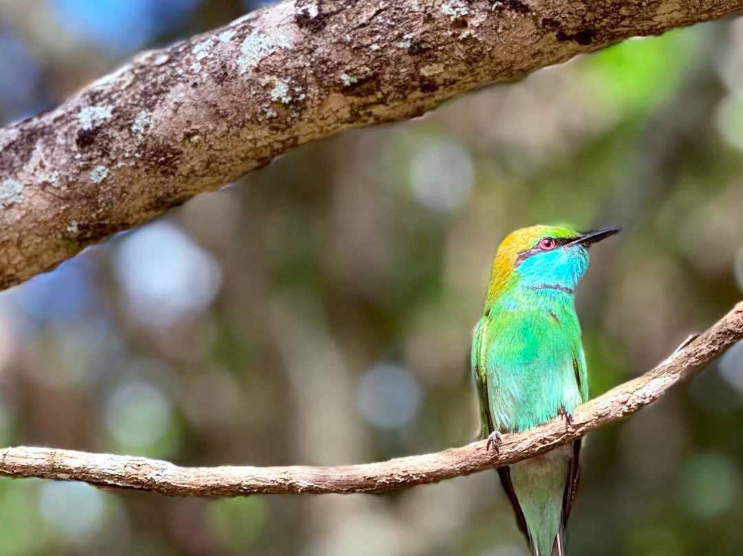 Wicky Tours Sri Lanka-尼甘布必去景点