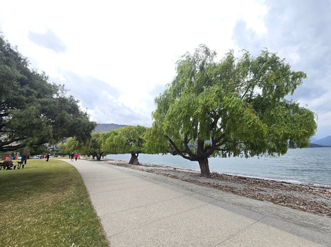That Wanaka Tree-瓦纳卡必去景点