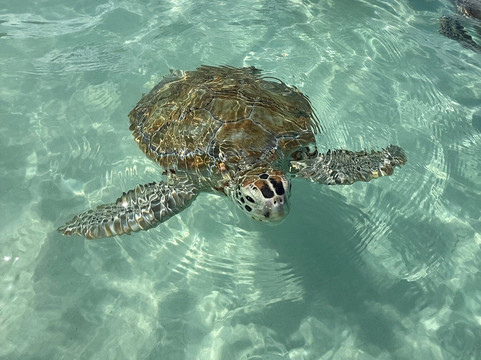 True Blue Charters | Spanish Wells Bahamas Guide-Spanish Wells必去景点