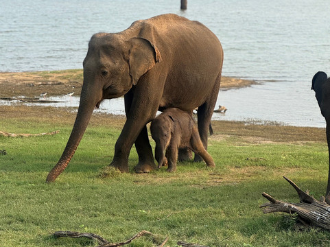 Lanka Classy Tours-凯拉尼亚必去景点