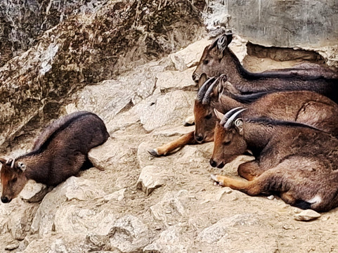 Padmaja Naidu Himalayan Zoological Park-大吉岭必去景点
