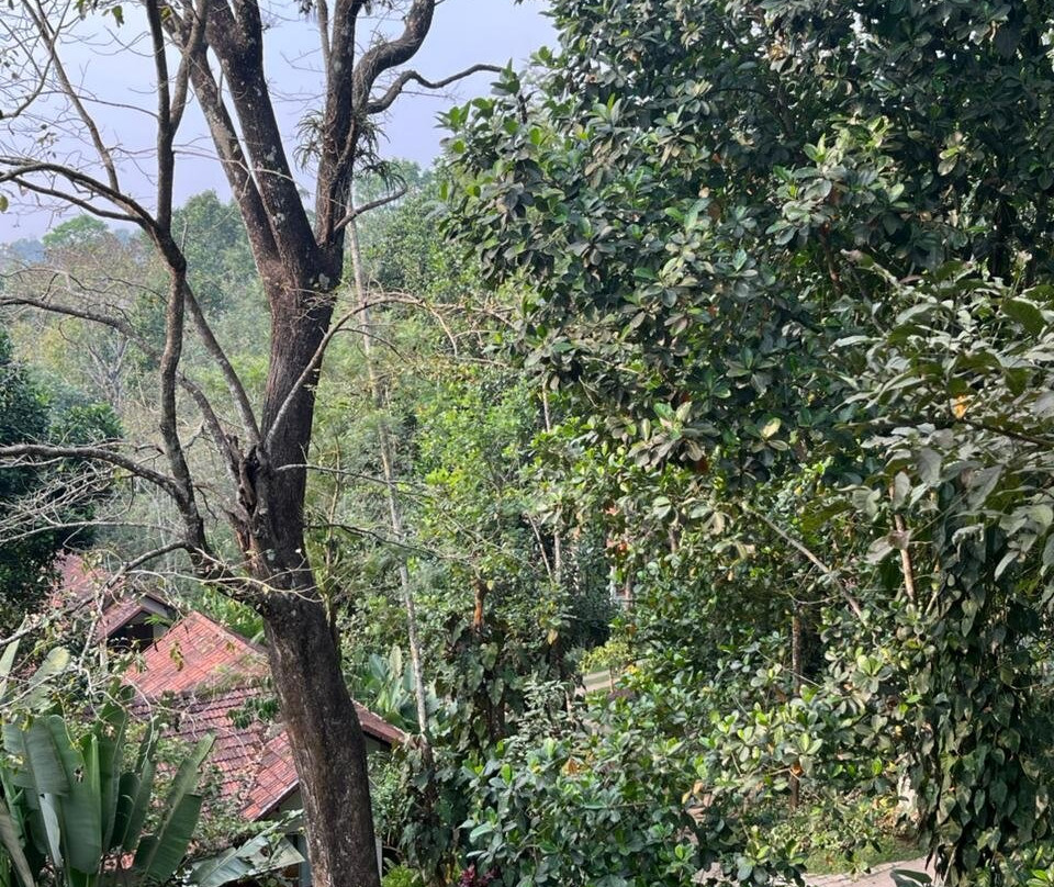 柳枝度假村主图