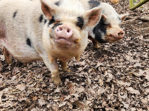 Briery Hill Llamas-Kilcot必去景点