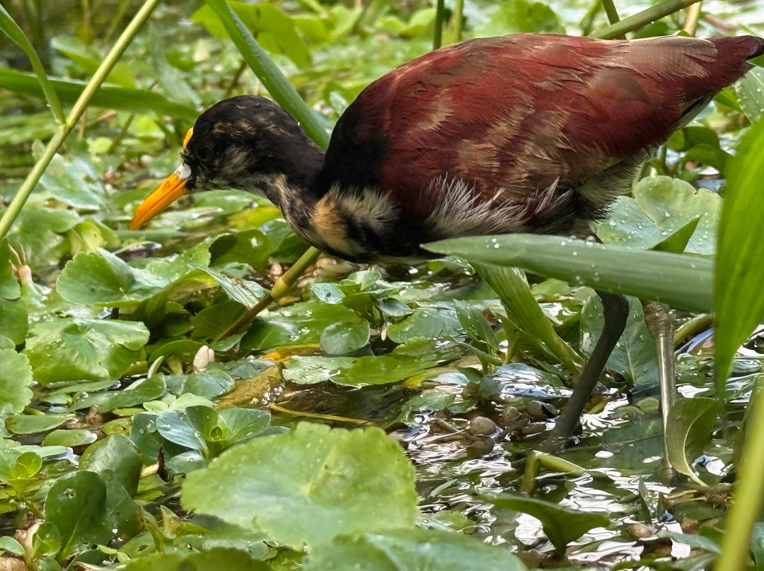 Harpy Eagle Tortuguero-托图杰多必去景点