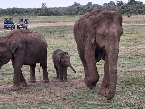 Mahaweli Tours & Holidays-尼甘布必去景点