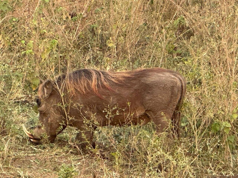 Trevor Tour Safaris Africa-坎帕拉必去景点