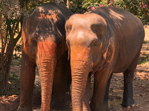 Samui Elephant Sanctuary-波普特必去景点