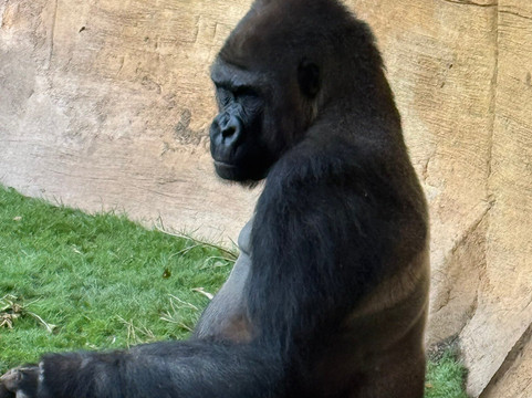 Bioparc Fuengirola-福恩吉罗拉必去景点