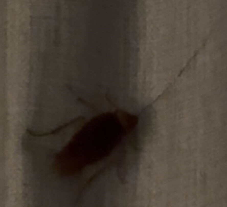 卡勒塔多拉达公寓主图