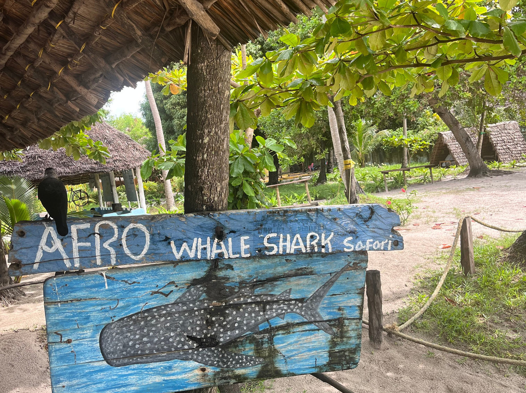Mafia Whale Shark Tours-Kilindoni必去景点