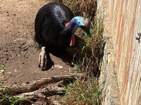 San Antonio Zoo-圣安东尼奥市必去景点