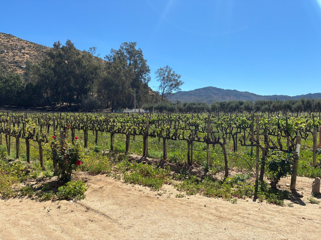 L.A. Cetto Boutique Valle de Guadalupe-Valle de Guadalupe必去景点
