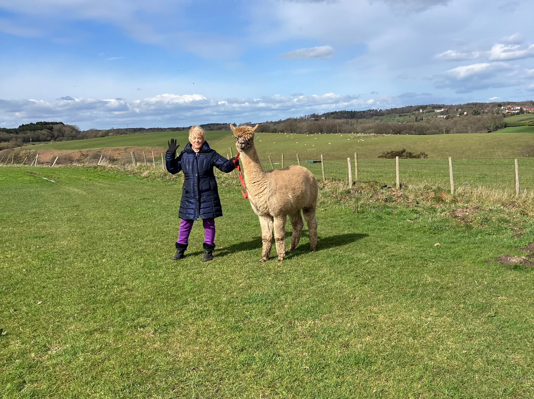 Burntwood Alpaca and Animal Experience-Burntwood必去景点