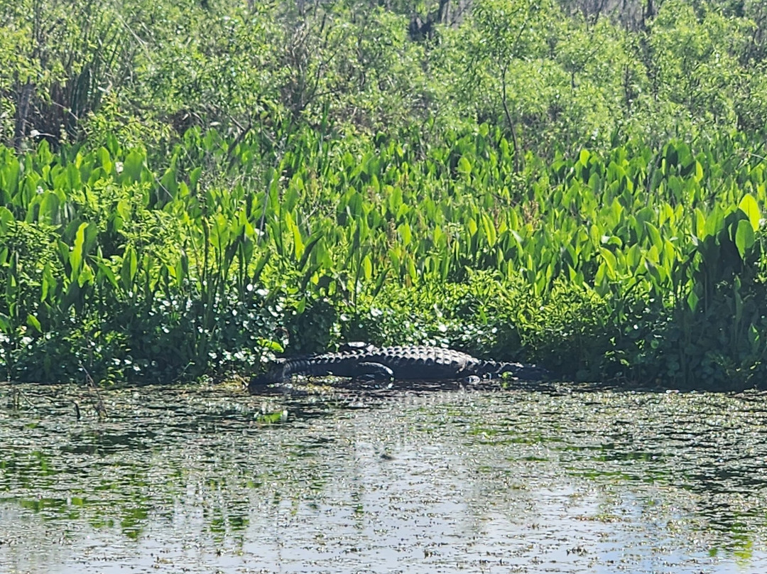 Tom and Jerry's Airboat Tours-Lake Panasoffkee必去景点