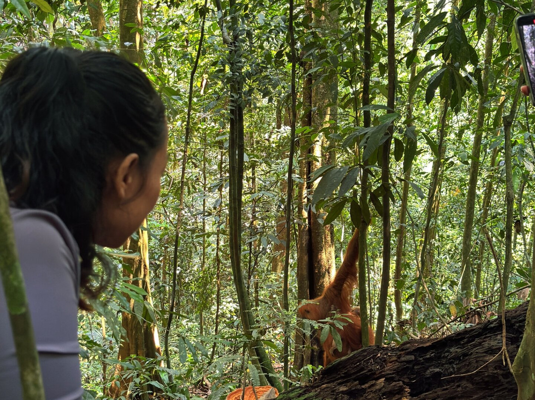 Sumatra Tour Adventures-武吉拉旺必去景点