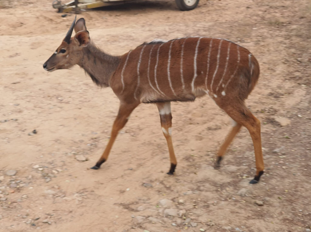 Game drives at Phalaborwa Gate in Kruger National Park-克鲁格国家公园必去景点