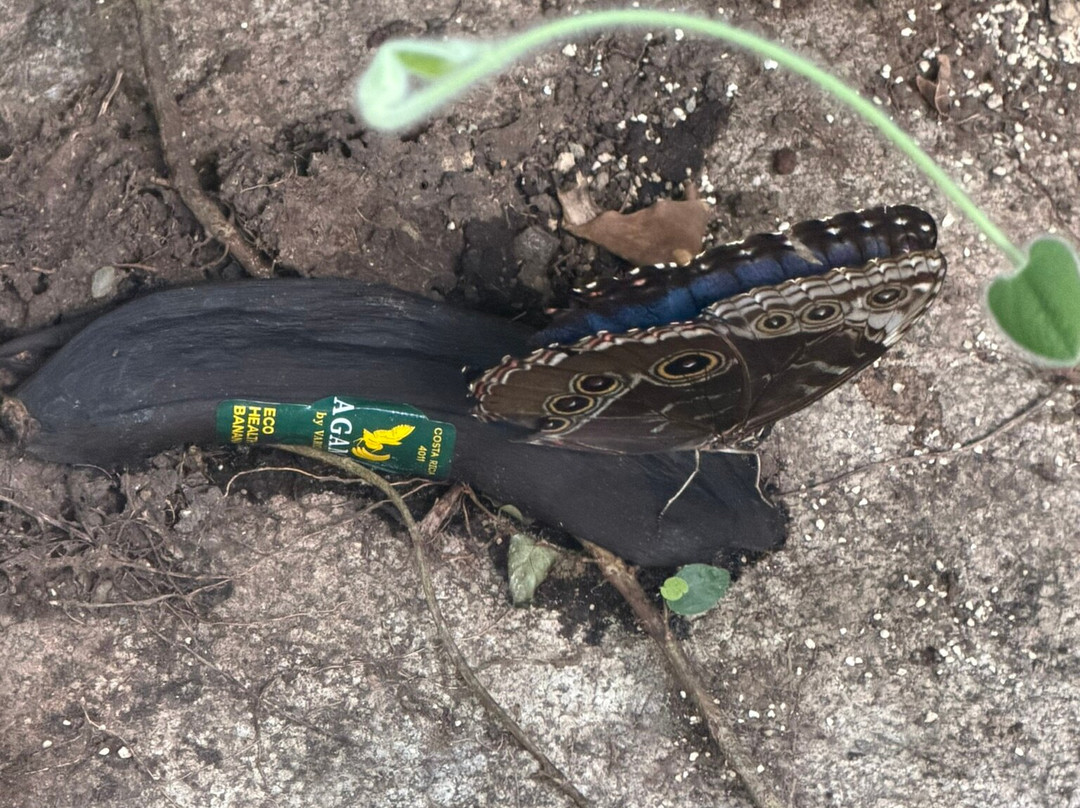 Uvita Waterfall-乌维塔必去景点