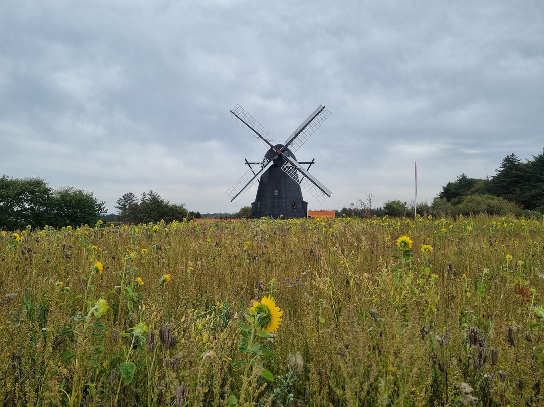 Vennebjerg Moelle-约林必去景点