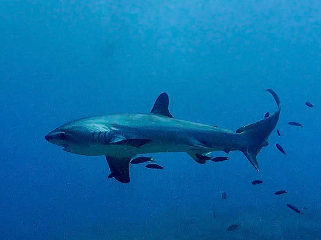 Mbi Divecenter-妈妈拍丝瓜岛必去景点