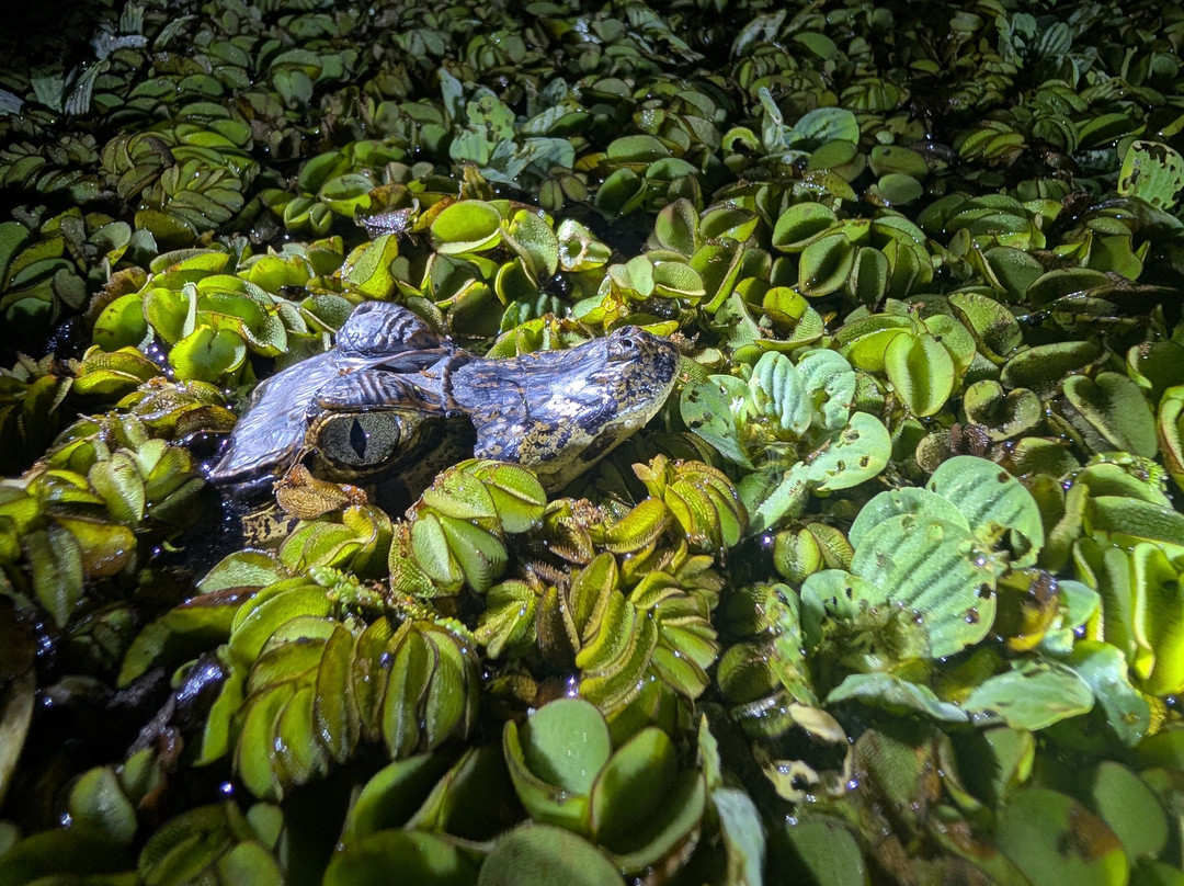 CHUCHINI Amazon Wildlife Reserve & Eco Lodge-Trinidad必去景点