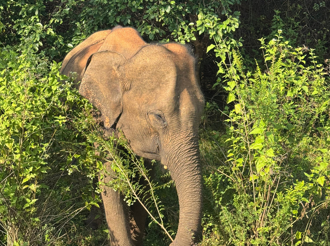 Udawalawe Safari Jeep With Guides-乌达瓦拉维国家公园必去景点