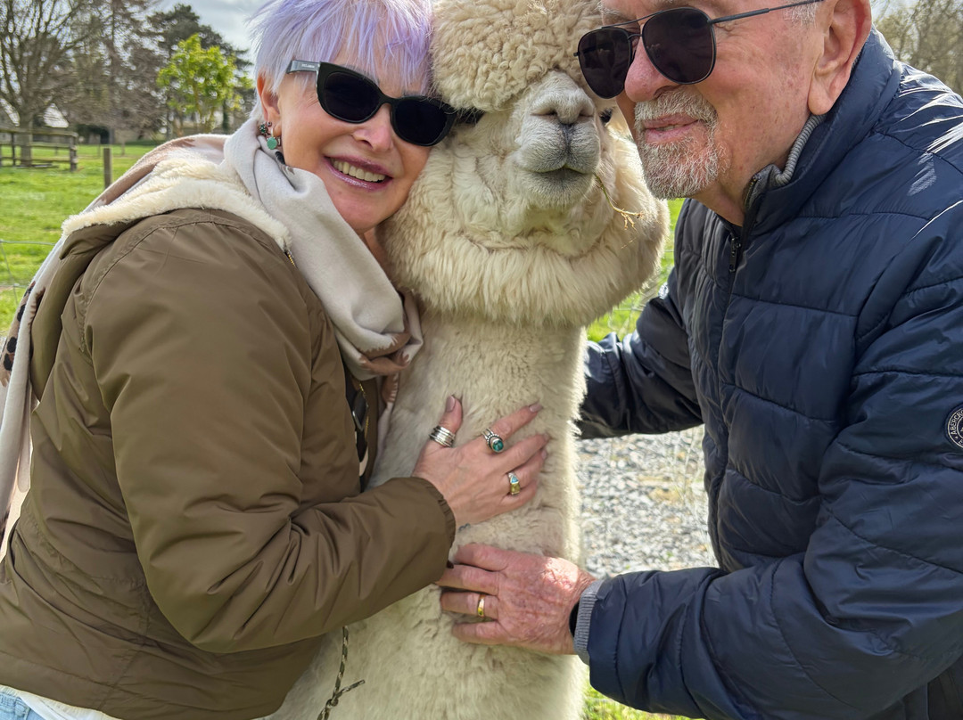 Alpaga Normandie - Animaux Miniatures-巴约必去景点