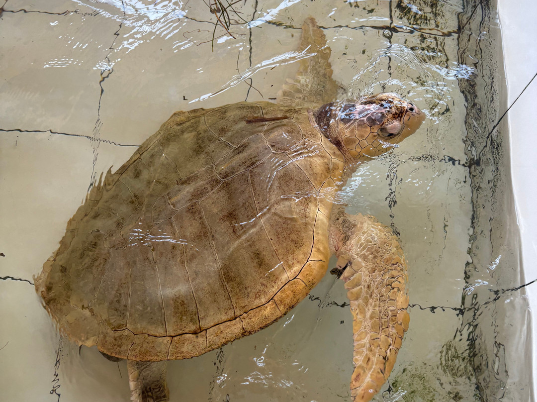 Deluang Sari Turtle Conservation Center-南湾必去景点