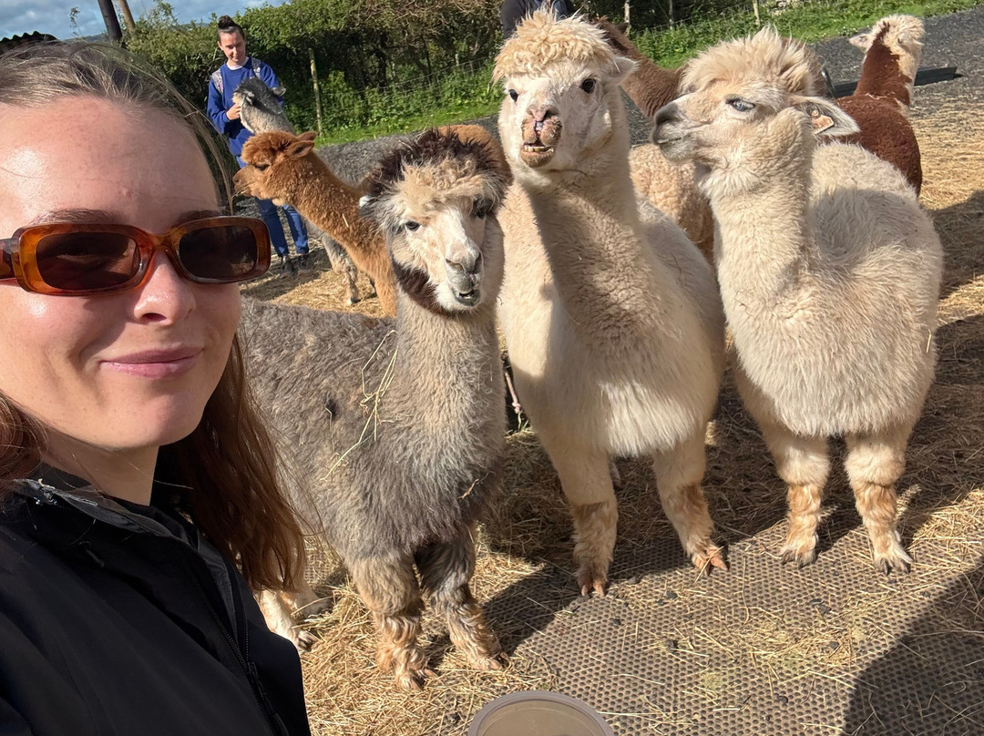 Stoke Wood Alpacas-汤顿必去景点