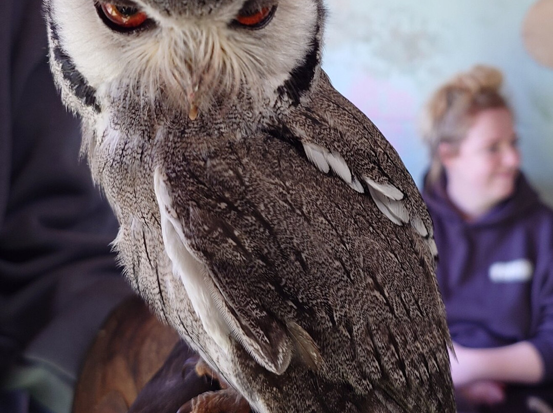 Andy Howeys Birds of Prey Centre-特威德河畔贝里克必去景点