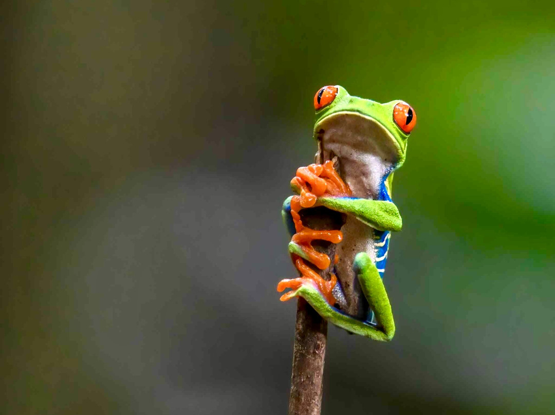 Costa Rica Focus-圣何塞必去景点