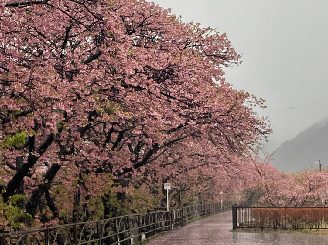 河津樱花-河津町必去景点