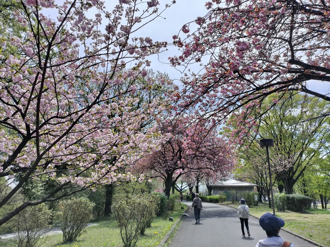 Gunma Flower Park-前桥县必去景点
