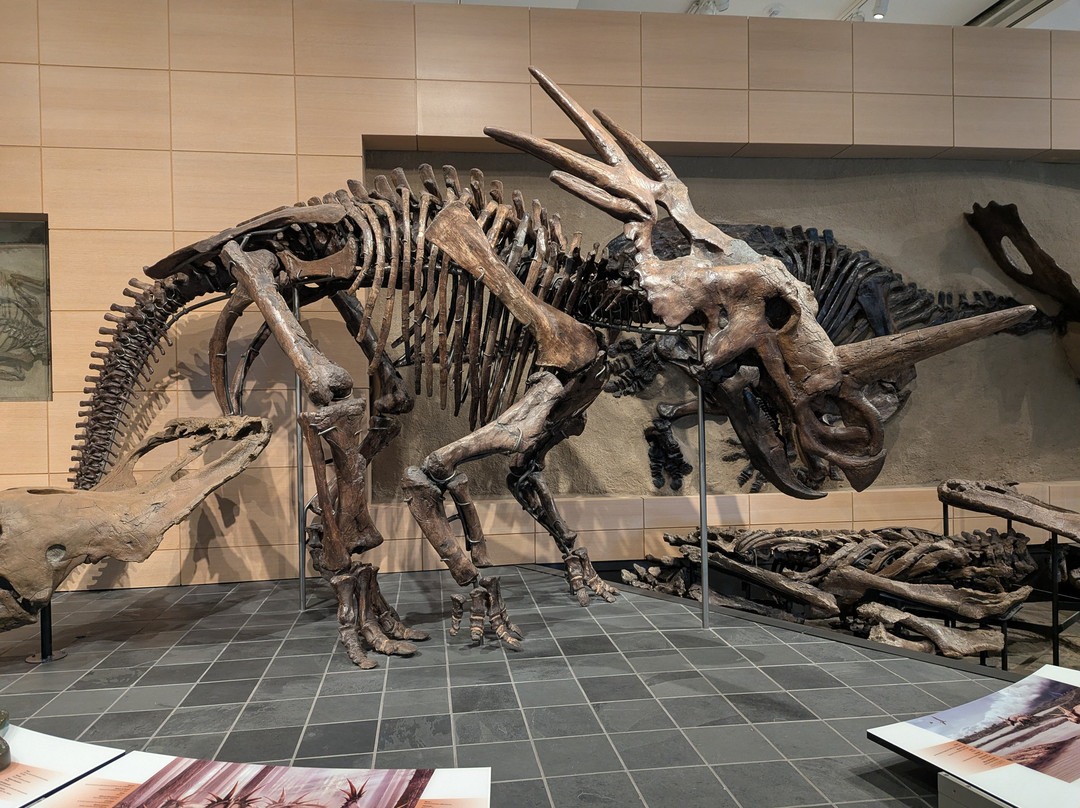Canadian Museum Of Nature-渥太华必去景点