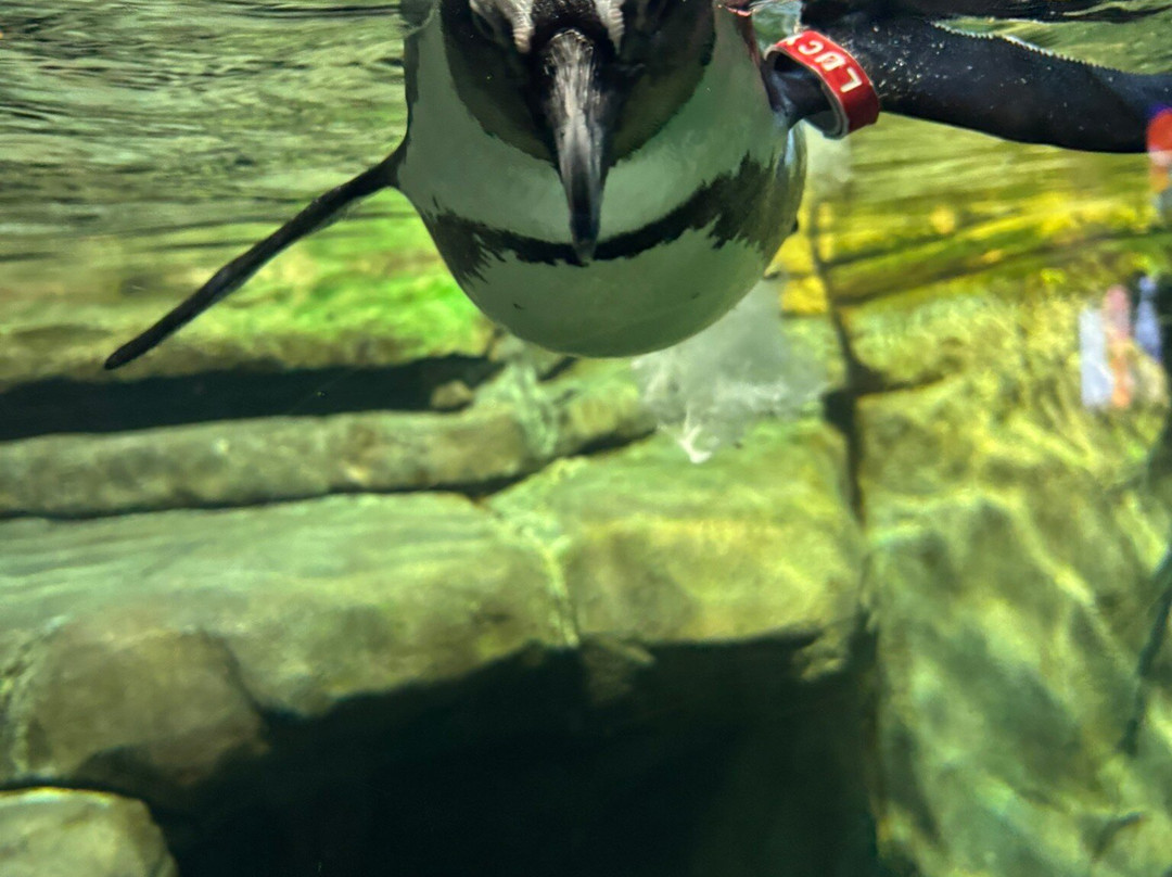 里普利水族管-美特尔海滩必去景点