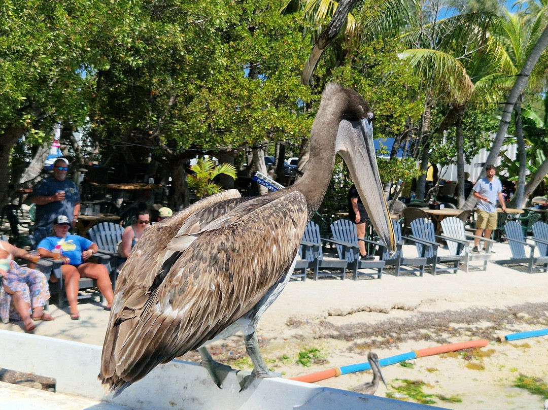Robbie's of Islamorada-伊斯拉摩拉达必去景点