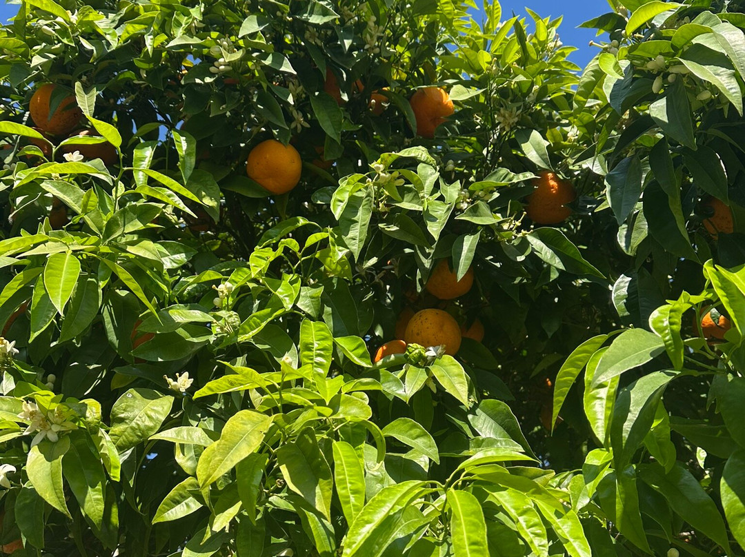 La Limonaia Del Castel-利莫内必去景点