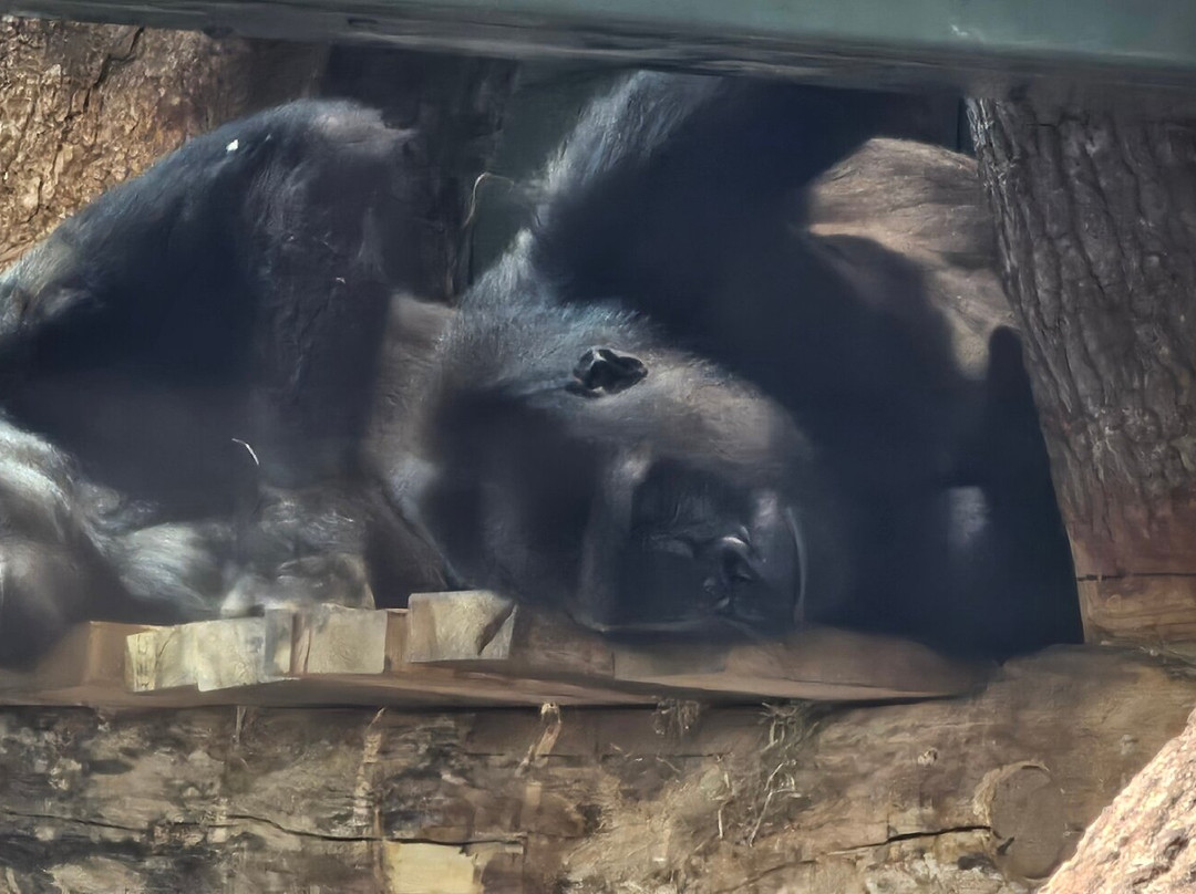 Bristol Zoo Project-Easter Compton必去景点