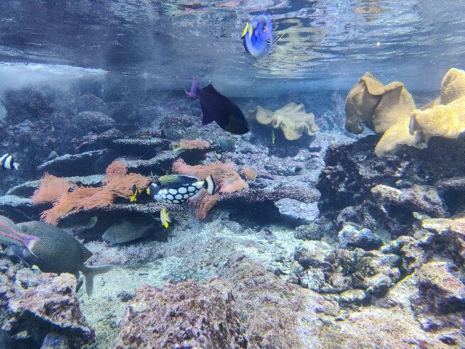 热那亚水族馆-热那亚必去景点
