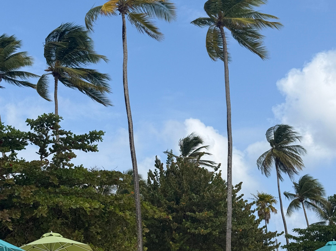 Pigeon Point Beach-多巴哥必去景点