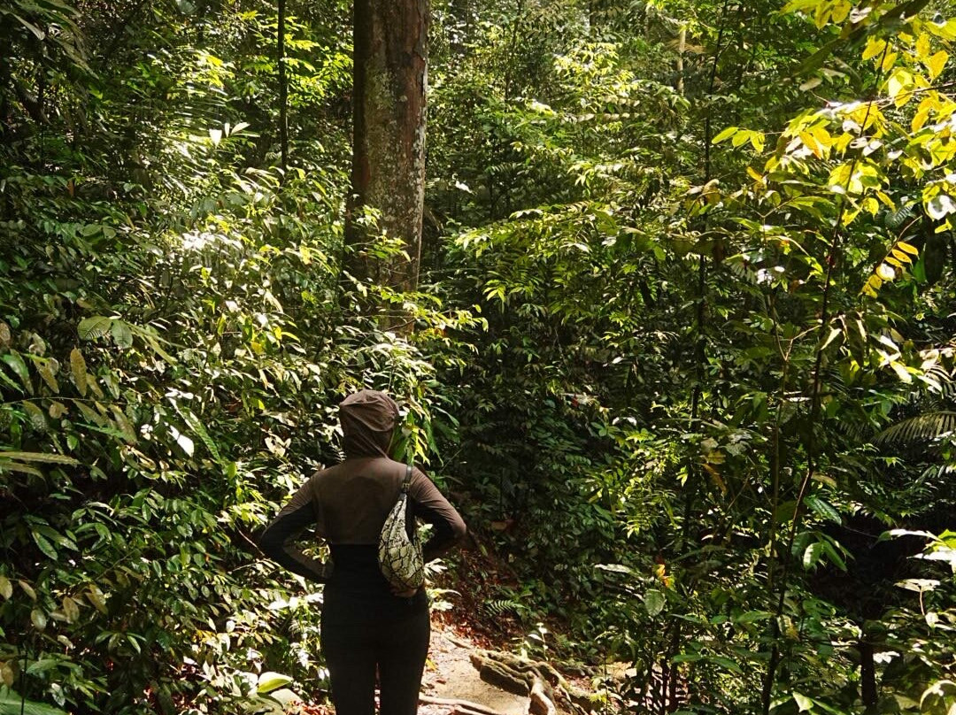 FRIM -Forest Research Institute of Malaysia-八打灵再也必去景点