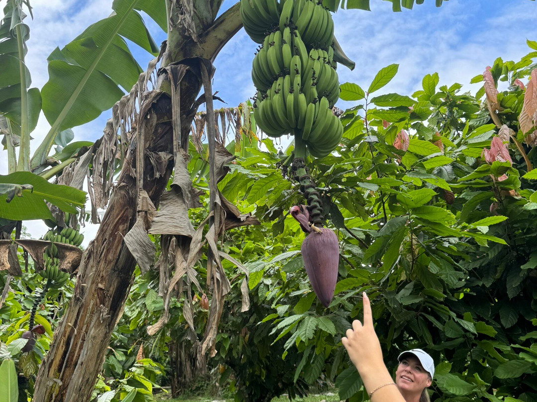 Cafe & Cacao Tour Bijagua-Bijagua de Upala必去景点
