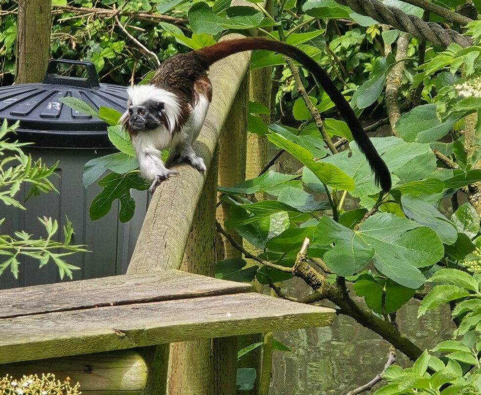 Newquay Zoo-纽奎必去景点