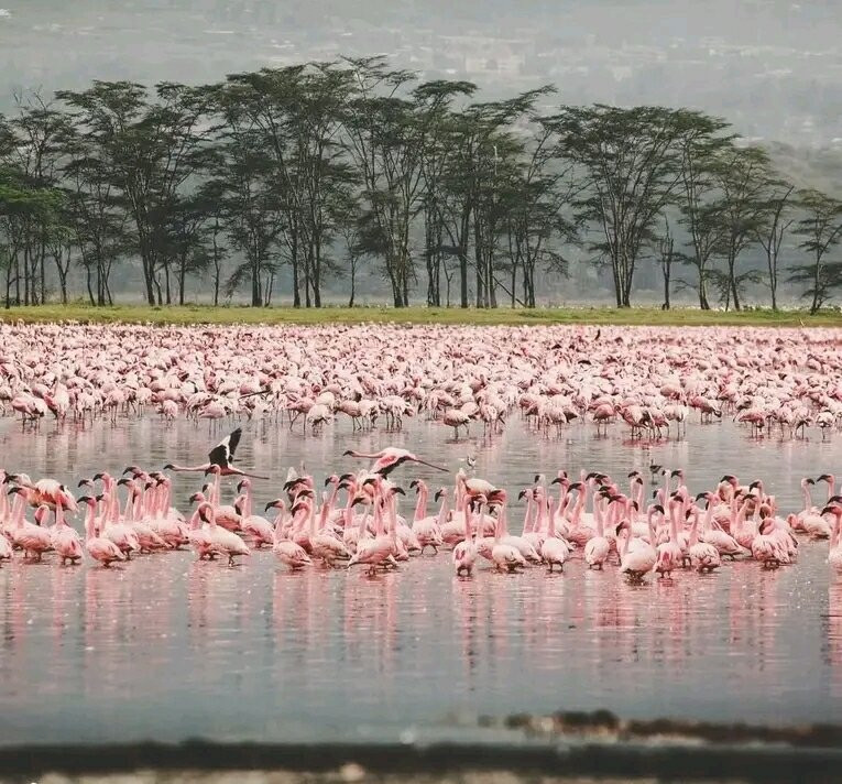 LAKE NAKURU NATIONAL PARK-纳库鲁湖国家公园必去景点