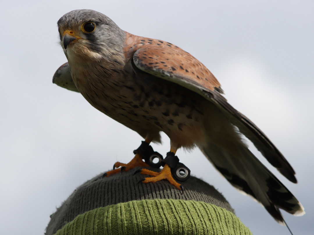 Elite Falconry-Kirkcaldy必去景点