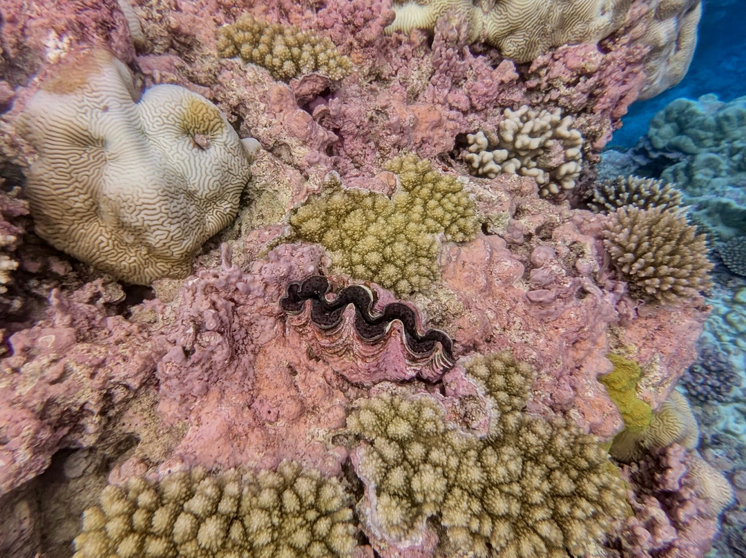 Niue Blue Island Experiences-阿洛菲必去景点