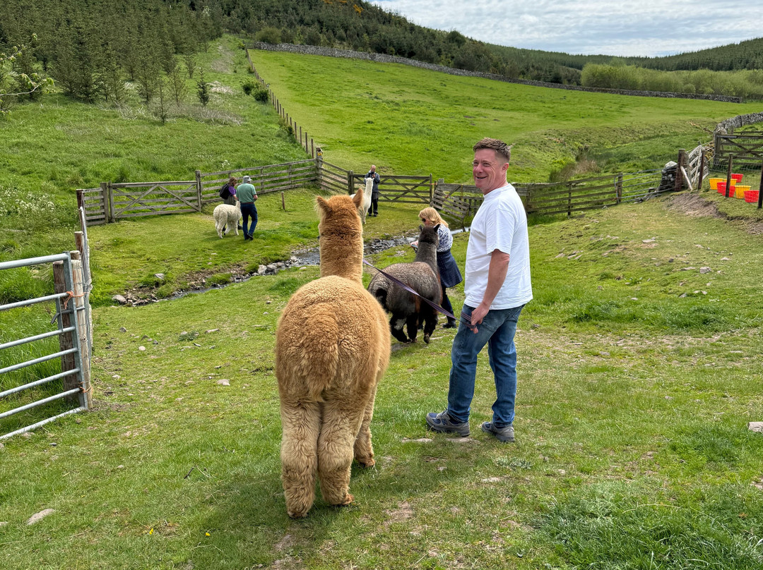 Beirhope Alpacas-Hownam必去景点