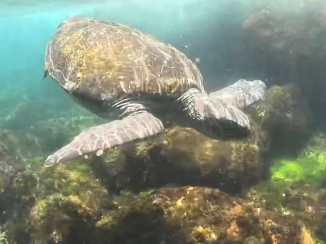 Tweed Turtle Tours-Tweed Heads South必去景点