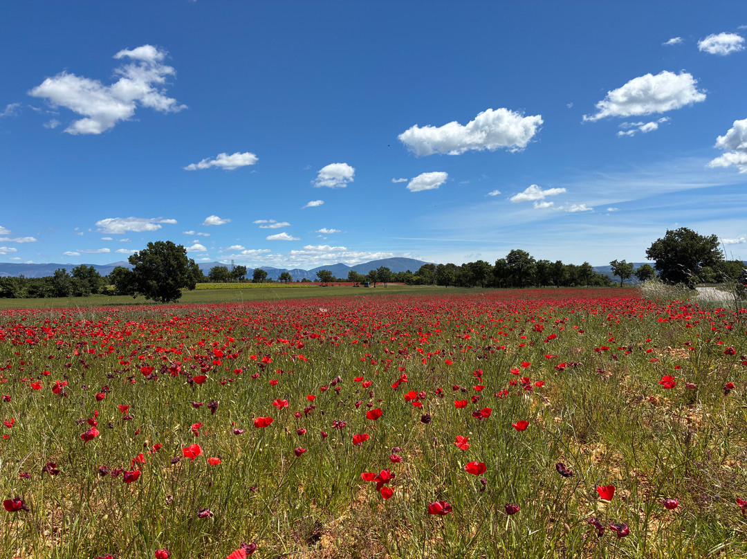 Happy Day In Provence-Pourrieres必去景点