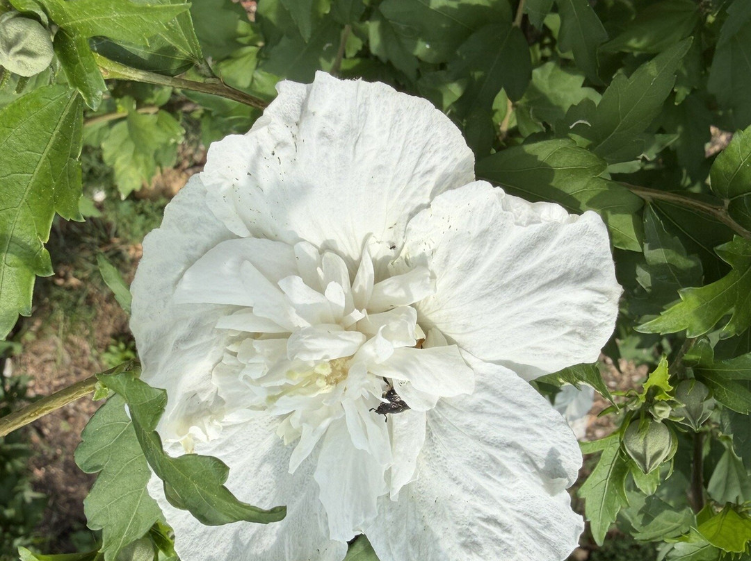 朱斯蒂花园-维罗纳必去景点